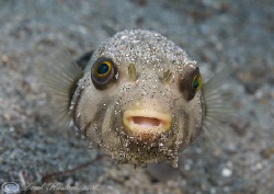 Manila pufferfish. Lembeh straits. D200, 60mm. by Derek Haslam 